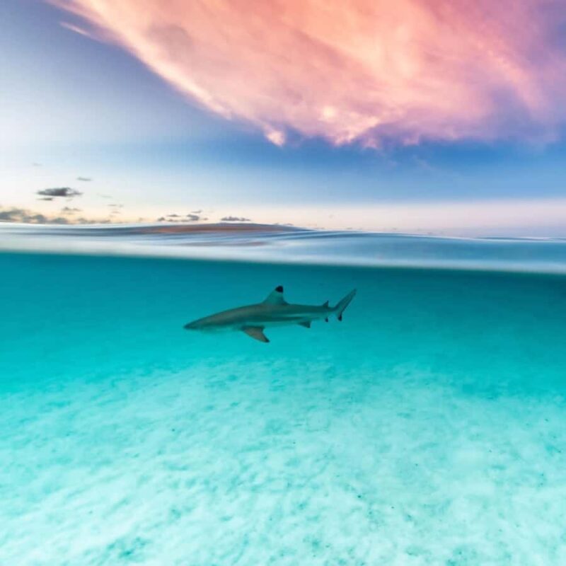 Moorea: Small Group Snorkeling Tour with local guide - Swimming with Sea Turtles and Rays