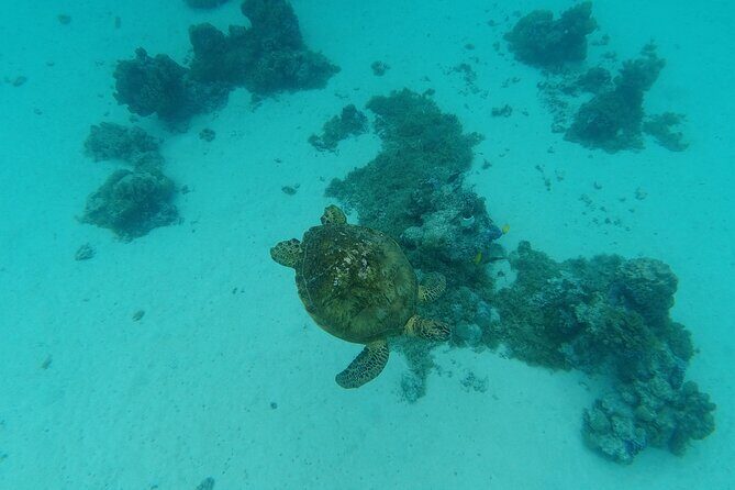 Moorea Solo or Twin Island Tour Jet Ski 4 hours - Who Will Appreciate This Tour?