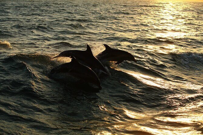 Moorea Sunset Boat Trip - Who Should Book This Tour?