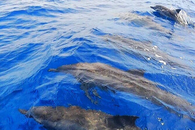 Moorea Sunset Cruise - An In-Depth Look at the Moorea Sunset Cruise