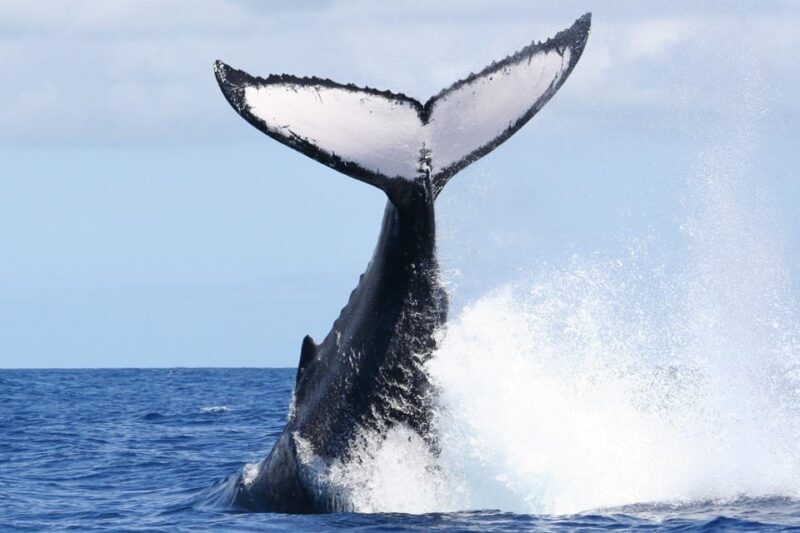 Moorea: Whale watching adventure - An In-Depth Look at the Moorea Whale Watching Tour
