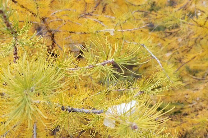 Moraine Lake: Larch Valley Hike, Departure from Banff - The Sum Up