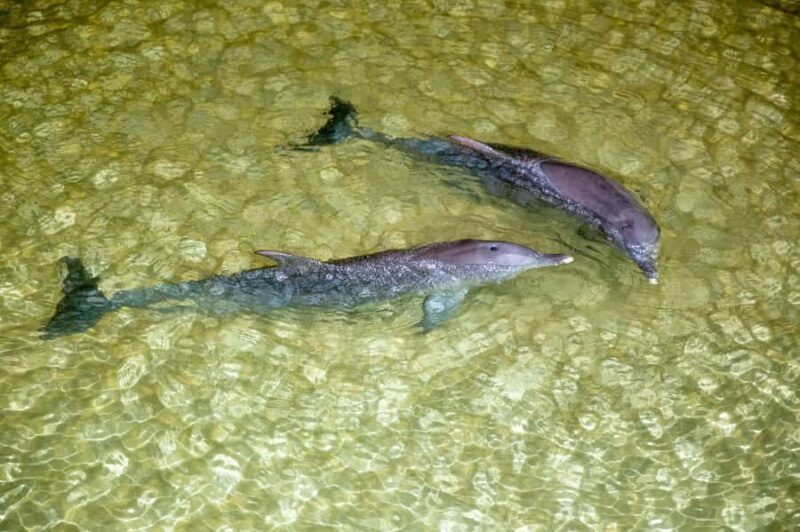 Moreton Island: Tangalooma ATV Quad Bike and Helicopter Tour - Who Is This Tour Best For?