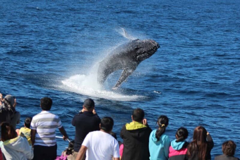 Moreton Island: Tangalooma Day Trip & Whale Watching Cruise - Evaluating the Value: Is It Worth It?