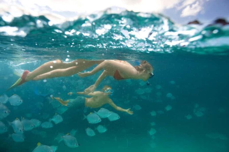 Moreton Island: Tangalooma Snorkelling with Dolphin Viewing - Who Should Consider This Tour?