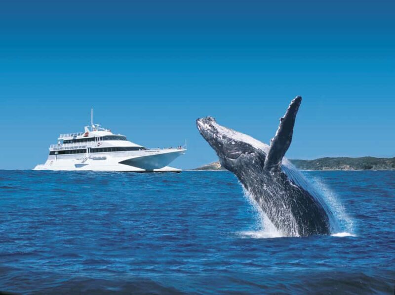 Moreton Island: Tangalooma Whale Watching & Dolphin Feeding - Introduction: A Day of Wildlife and Relaxation