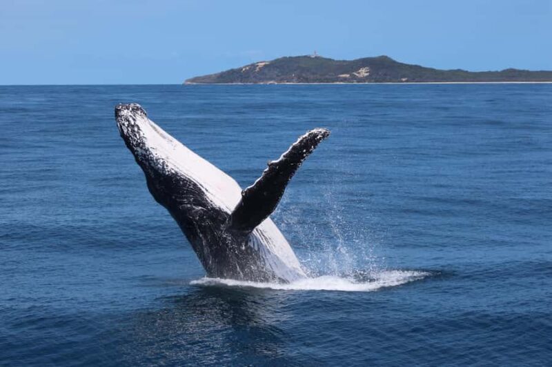 Moreton Island: Tangalooma Whale Watching & Dolphin Viewing - An In-Depth Look at the Experience