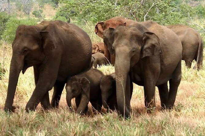 Morning 07 Hour Private Safari at Yala National Park by Yala La Safari Tours - Key Points