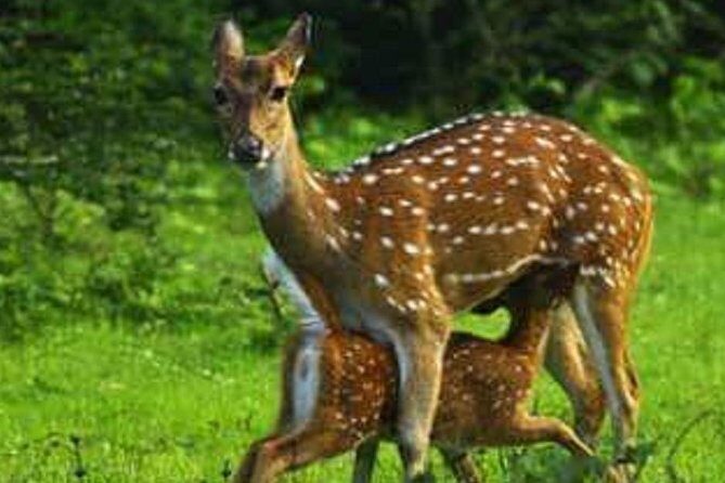 Morning 07 Hour Private Safari at Yala National Park by Yala La Safari Tours - Reviews and Real Traveler Insights