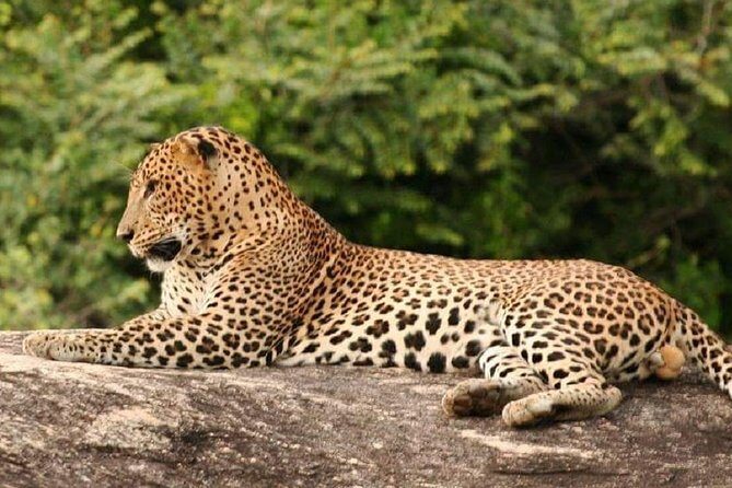 Morning 07 Hour Private Safari at Yala National Park by Yala La Safari Tours - Practical Tips for Booking and Enjoying Your Safari