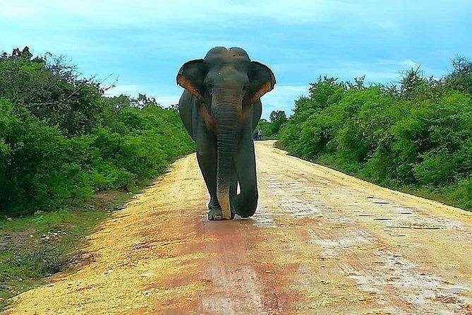 Morning 07 Hour Private Safari at Yala National Park by Yala La Safari Tours - The Sum Up: Is This Safari for You?