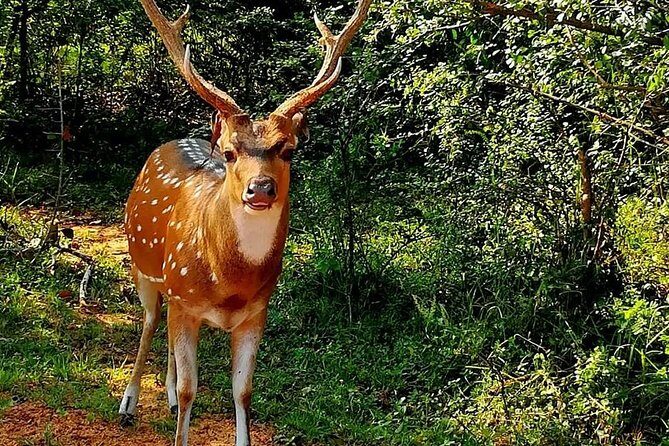 Morning 07 Hour Private Safari at Yala National Park by Yala La Safari Tours - FAQ