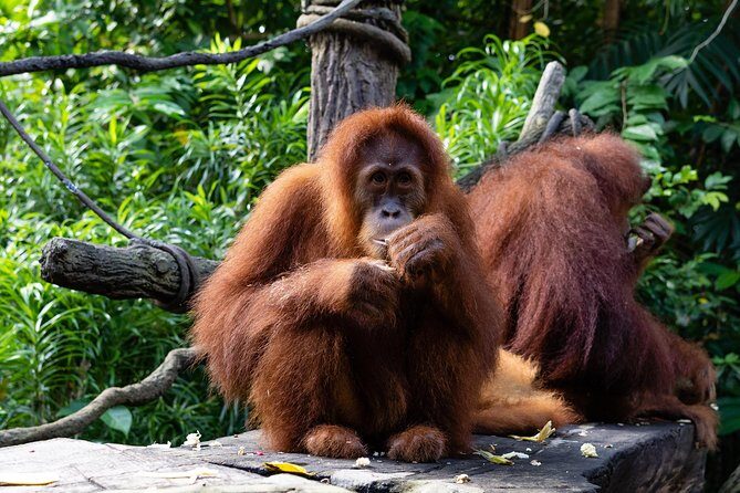 Morning at the Zoo with 1-way Transfer (Free & Easy) - Inside the Zoo: What You Can Expect