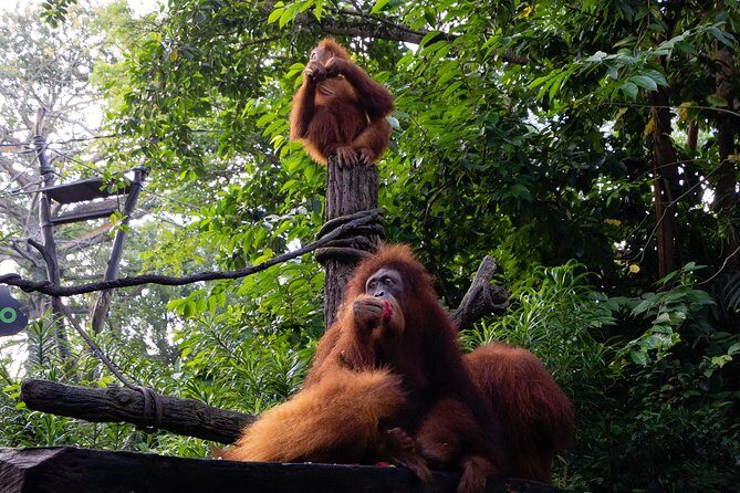 Morning at the Zoo with 1-way Transfer (Free & Easy) - The Sum Up