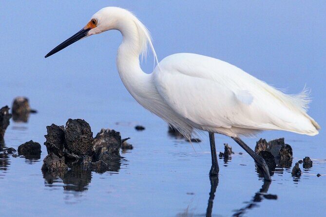 Morning Beaufort River Tour - FAQ