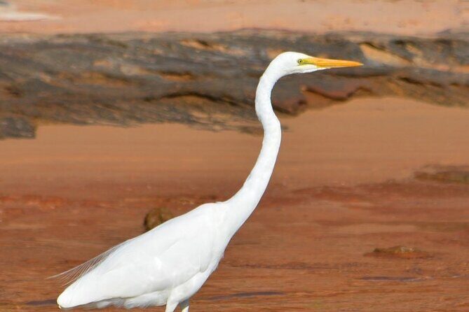 Morning Cruise on the Murchison River in Kalbarri (April to Nov) - Concluding Thoughts