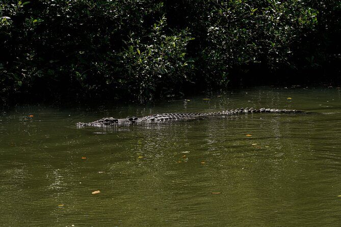 Morning Daintree Tour with River Cruise from Port Douglas - FAQ
