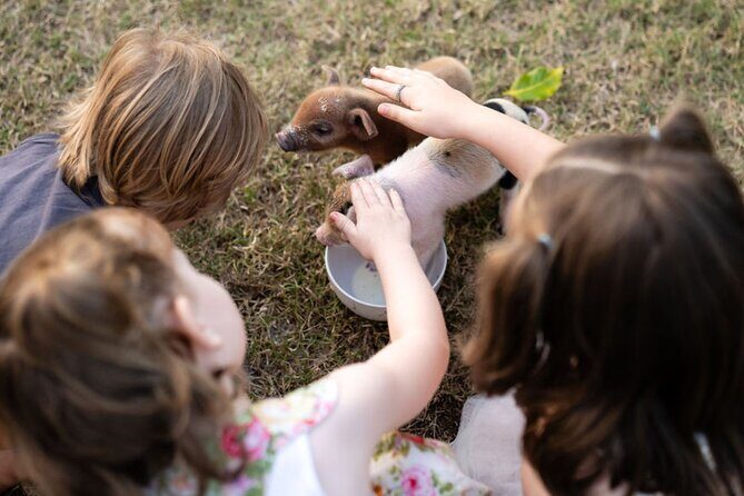 Morning Farm Experience near Gympie & Noosa - The Sum Up