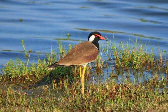Morning game drive in Bundala National Park - Key Points