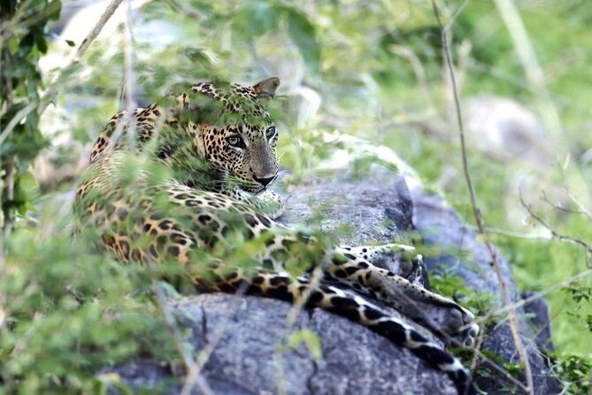 Morning game drive in Yala National Park - Key Points