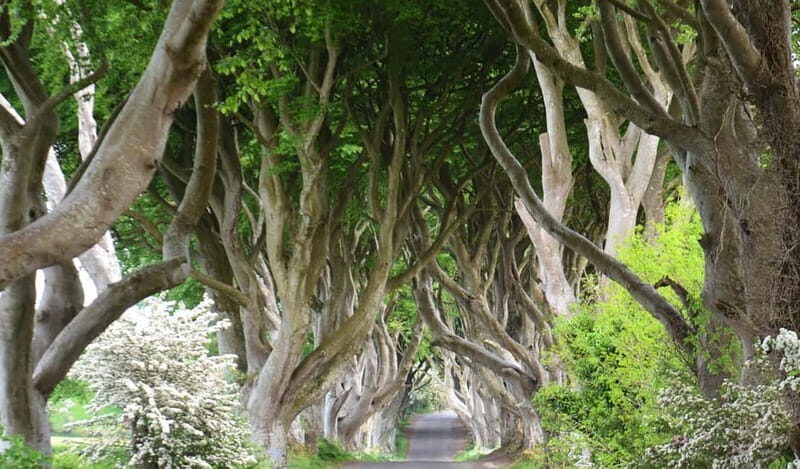 Morning Giants Causeway Half Day Tour from Belfast - The Sum Up