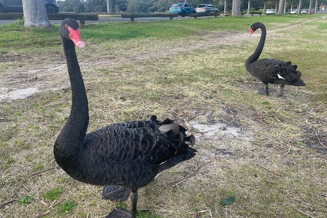 Morning or Afternoon Half-Day Sydney City Sightseeing Tour - FAQs