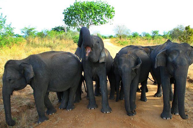 Morning Private Safari at Udawalawa National Park by La Safari inn Tours - In-Depth Look at the Experience