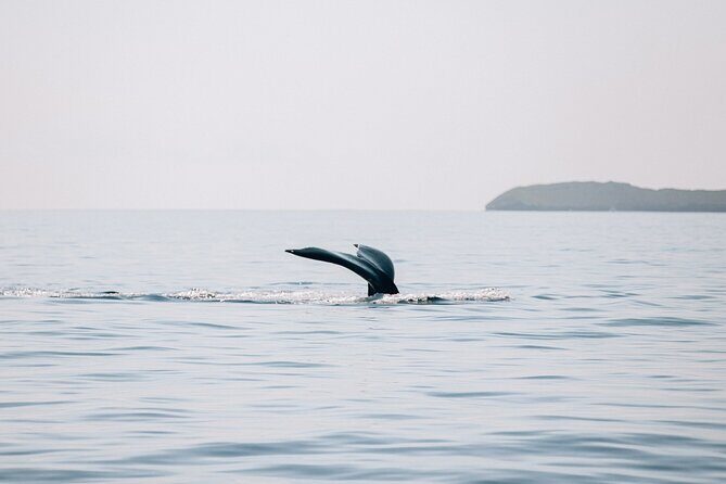 Morning Sail With the Whales Ma'alaea - The Value of This Maui Whale-Watching Sail