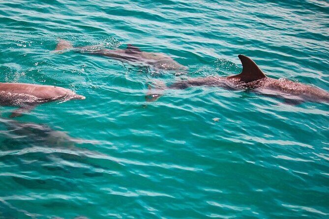 Morning Snorkel & Dolphin Adventure - An In-Depth Look at the Tour Experience