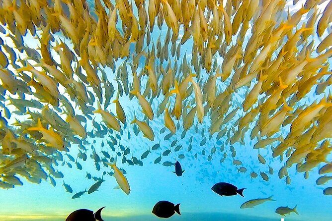 Morning Turtle Town Snorkel at Coral Gardens - Authentic Maui Marine Encounters: Who Will Love This Tour?