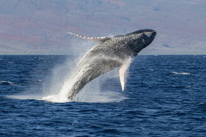 Morning Whale Watching Tour in Maui with Continental Breakfast - Key Points