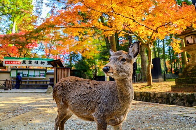 Morning Wonder World Heritage Nara Guided Tour - Introduction