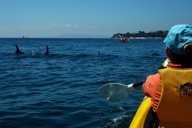 Mornington Peninsula Kayak Coastline Tour of Dolphin Sanctuary - Key Points