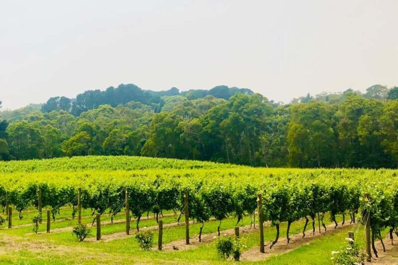Mornington Peninsula: Self Guided Food & Wine Cycle Tour - An Introduction to the Mornington Peninsula Cycling Tour