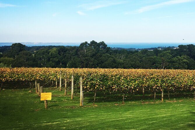 Mornington Peninsula Winery Bus Tour including lunch with a glass of wine - Practical Considerations