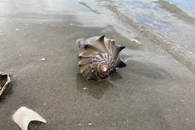 Morris Island Private Excursion - The Sum Up