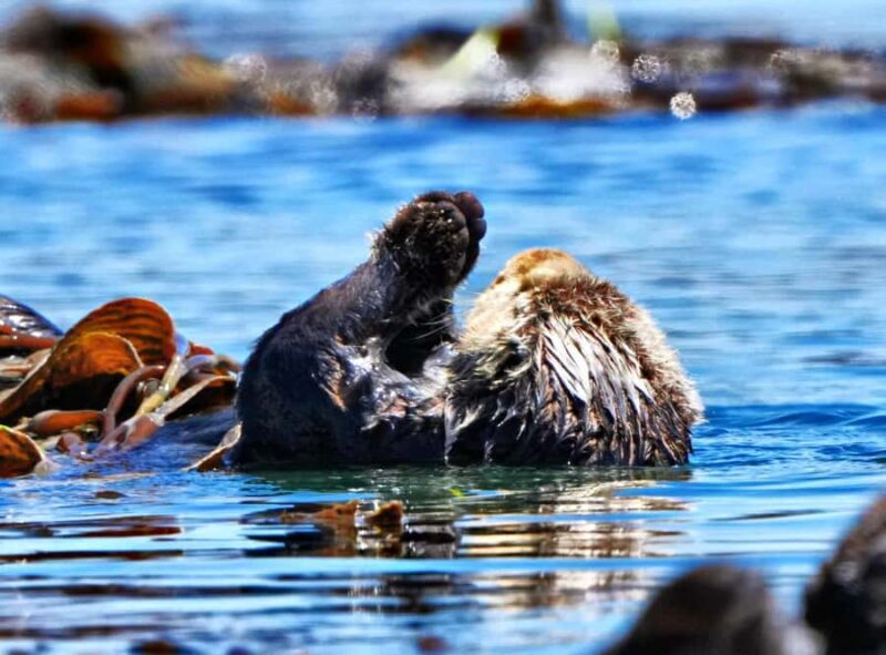 Morro Bay: Whale Watching Adventure - A Closer Look at Morro Bay Whale Watching Tour