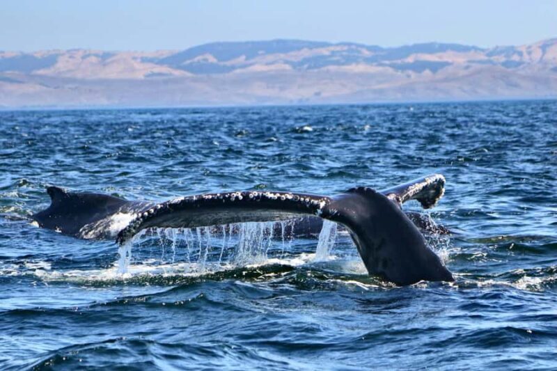 Morro Bay: Whale Watching Adventure - Practical Tips for a Smooth Experience