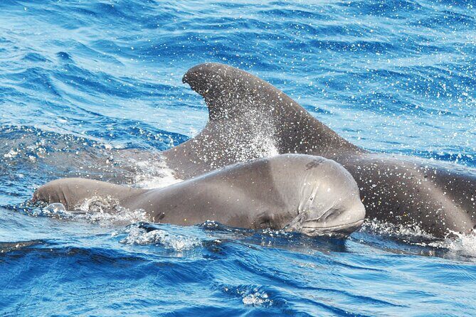 Morro Jable: 2 Hours Magic Dolphin & Whale watching with Drinks & Swim Stop. - Morro Jable: 2 Hours Magic Dolphin & Whale Watching with Drinks & Swim Stop - A Detailed Review