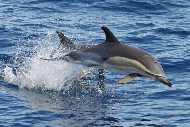 Morro Jable: 2 Hours Magic Dolphin & Whale watching with Drinks & Swim Stop. - Value for Money and Practical Considerations