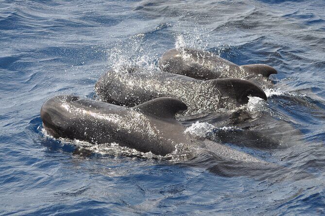 Morro Jable: 2 Hours Magic Dolphin & Whale watching with Drinks & Swim Stop. - Who Will Love This Tour?