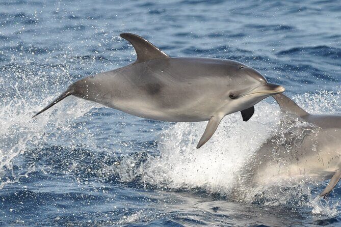 Morro Jable: 2 Hours Magic Dolphin & Whale watching with Drinks & Swim Stop. - The Sum Up