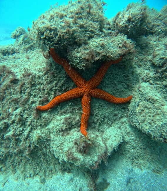 Morro Jable: Snorkeling Adventure - An Honest Look at the Morro Jable Snorkeling Tour