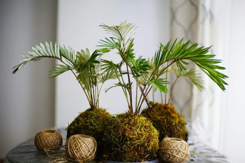 Moss & Floral Frame Making Workshop - Final Thoughts: Is It Worth It?