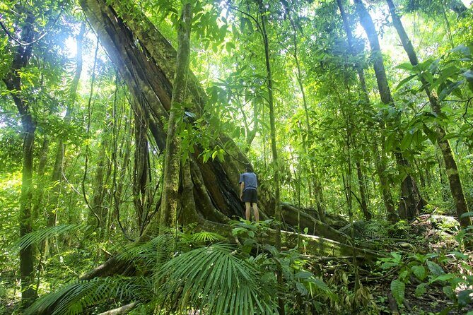 Mossman Gorge Daintree Experience Small Groups - What Makes This Tour Stand Out?