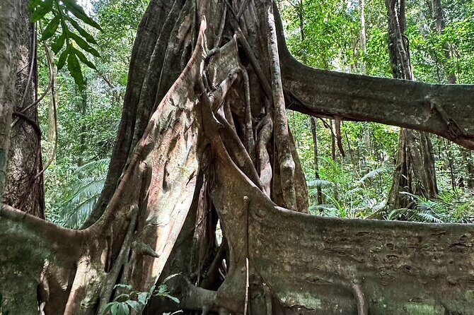 Mossman Gorge Daintree Experience Small Groups - In The Sum Up: Who Is This Tour Best For?