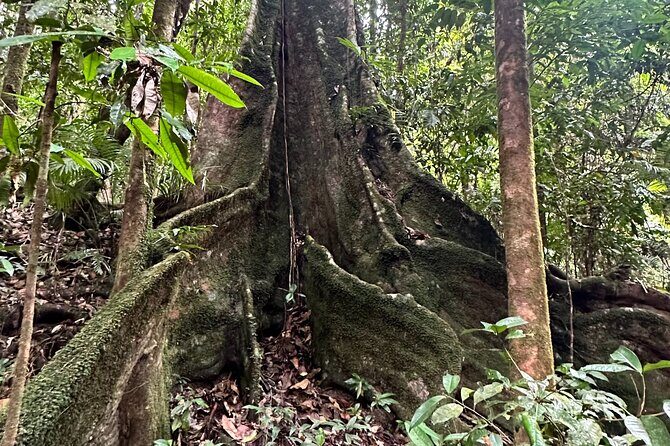 Mossman Gorge Daintree Experience Small Groups - FAQ