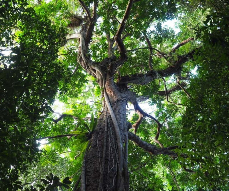 Mossman Gorge: Day Tour with River Drift Experience - The Experience from the Reviews