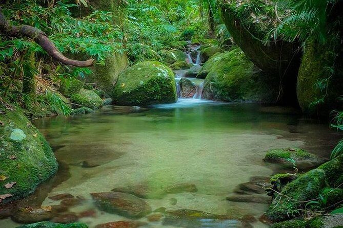 MOSSMAN GORGE TRANSFER between Port Douglas and Mossman Gorge (return) - The Experience in Detail