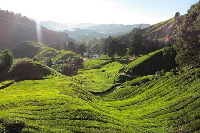 Mossy Forest in Brinchang Tour - Practical Information & Tips